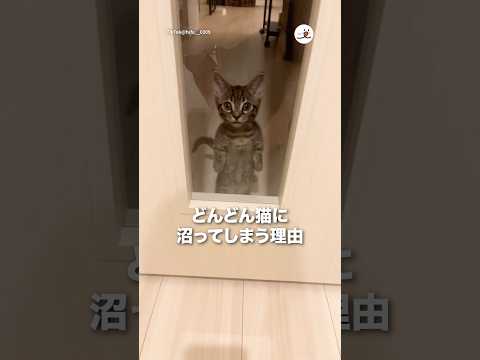 どんどん猫に沼ってしまう理由｜PECO サムネイル