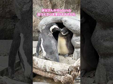 【ケープペンギン】お父さんから羽づくろいを受ける赤ちゃん【サンシャイン水族館】shorts 水族館 サムネイル