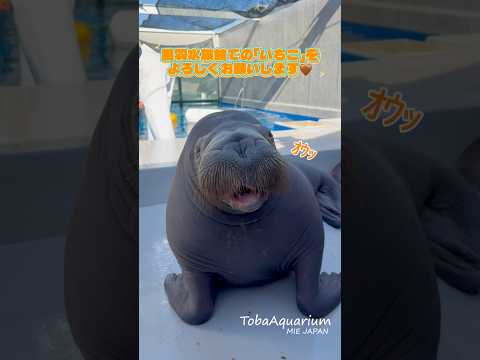 《鳥羽水族館》大分マリーンパレス水族館「うみたまご」より、セイウチ『いちこ』がやってきました❗️🤎 鳥羽水族館 tob… サムネイル