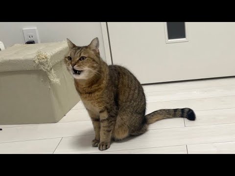 何を伝えたいのかママにおしゃべりが止まらない猫が現れました… サムネイル