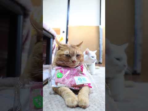函館さくさくメロンパイ　いちごミルク風味　260124　のせ猫　 cat cute kitty　 ねこ 猫のいる暮らし… サムネイル