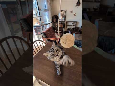 アメショーのラッテ アメショ アメリカンショートヘア 猫と暮らす家猫との暮らし猫 サムネイル