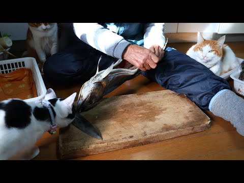 新巻鮭の解体を見守る猫たち　260114 サムネイル