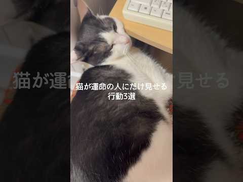 猫が運命の人にだけ見せる行動3選 猫 ねこ 猫好きさんと繋がりたい 猫動画 ねこ動画 保護猫 雑学 豆知識 VOICE… サムネイル