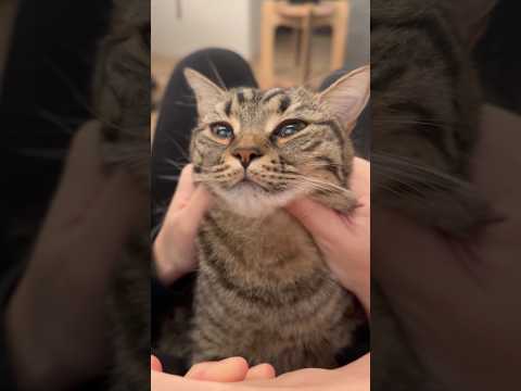 もふもふ猫が可愛すぎて優勝!! cat 猫 サムネイル