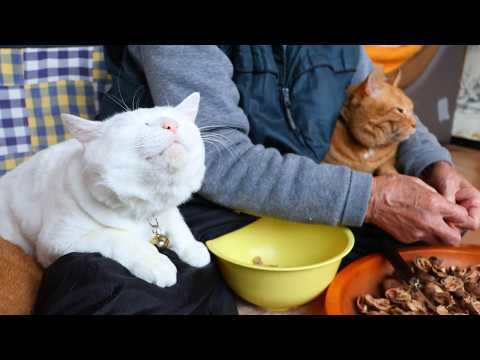 猫たちとくるみ掘ってひゅうず作り　260317 サムネイル