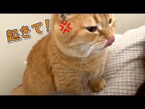 絶対にママを起こすと決めた愛猫の執念がすごすぎました… サムネイル