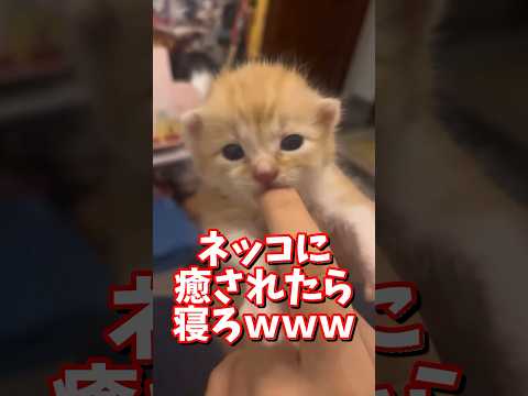 ネッコの動画で癒されたら寝ろｗｗｗ　2ch  動物  猫 癒やし ねこ動画 サムネイル