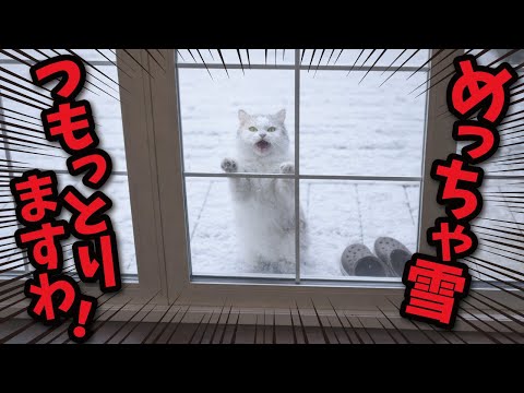 めっちゃ雪つもっとるのに猫しめだしたらアカンやろ！？ サムネイル
