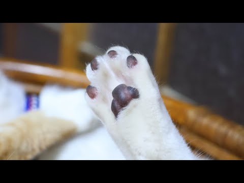 チビ肉球こちょこちょ　260201 サムネイル