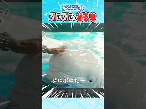 シロイルカぷにぷにの秘密 サムネイル