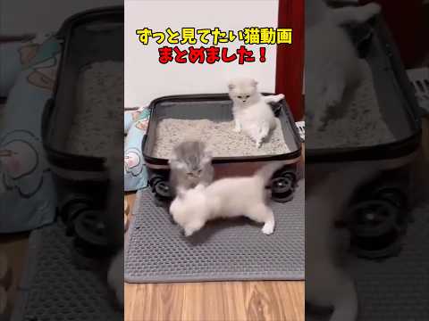 ずっとずーっと見ていたい😇 猫 cat cats cute サムネイル