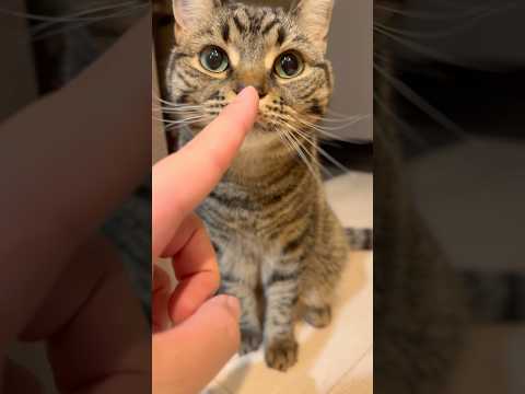 もふもふ猫のお出迎え!! cat 猫 サムネイル
