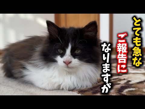 長毛の子猫についてとても大切なお話がございます サムネイル