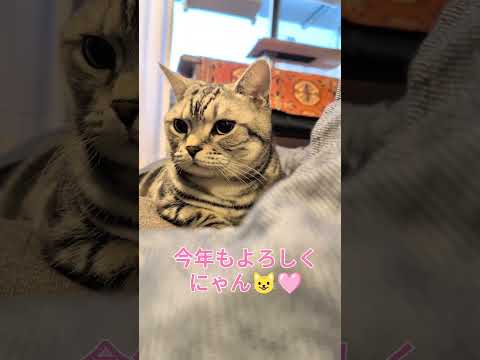 アメショーのラッテ アメショ アメリカンショートヘア ＃猫との暮らし猫と暮らす家猫 サムネイル