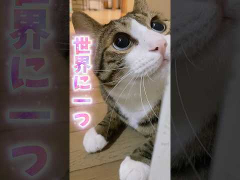 世界に一つの cats バレンタイン球太 サムネイル