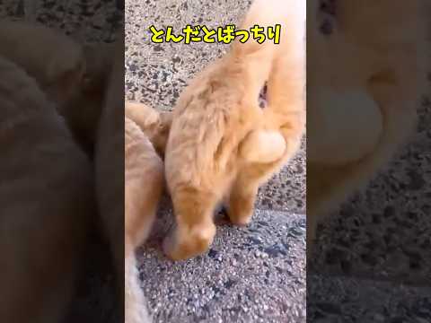 猫って最高よな😆 猫 cat cats cute サムネイル