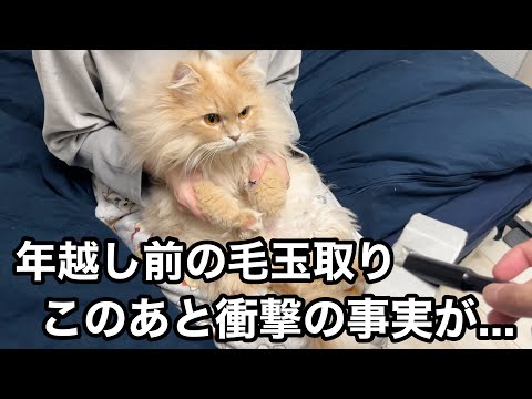 猫の毛玉を取って年越し準備…最後に衝撃の事実が発覚しました サムネイル