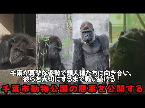 サンタとジージョ、モンタとモモカ、将来ここに来るかもしれないゲンタロウの為に、そして何より亡くなった類人猿たちの為に、… サムネイル