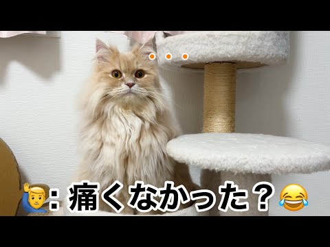 一発の猫パンチで、大運動会が始まりました サムネイル