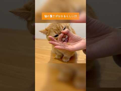 おやつチャレンジ！賢い猫は横から食べるらしい！？プリンver. サムネイル