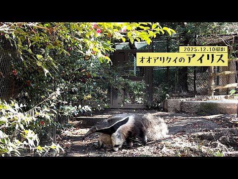 【東山動植物園公式】オオアリクイのアイリス《 オオアリクイ　アリクイ 》 サムネイル