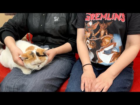 母と母のお姉さんを間違える寝ぼけた猫が可愛い サムネイル