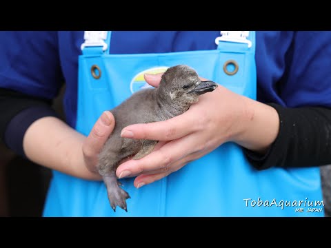 《鳥羽水族館》フンボルトペンギンの赤ちゃんが誕生しました！ サムネイル
