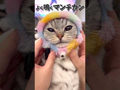 子猫の頃からよく鳴くマンチカン!! cat 猫 サムネイル