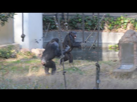 サクラは母になり成長しています・・・よね 🙄　多摩動物公園　チンパンジー　202511 サムネイル