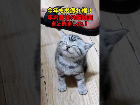 みなさん、良いお年を！ 猫 cat cats cute サムネイル