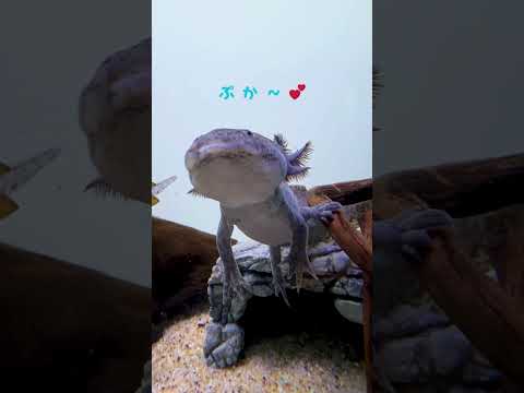 【メキシコサンショウウオ】ぷかぷかと佇むウーパールーパー【サンシャイン水族館】shorts 水族館 サムネイル