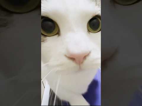 ぜったい痩せてやる サムネイル