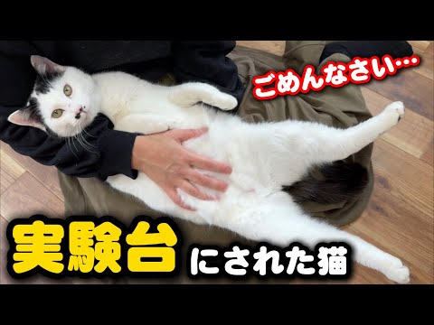 本当にごめんね…大人しい猫を実験台にしてしまいました サムネイル
