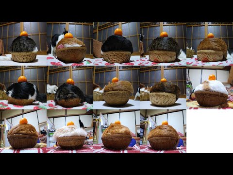 14匹の鏡餅ねこ　Kagami mochi cat　260102 サムネイル