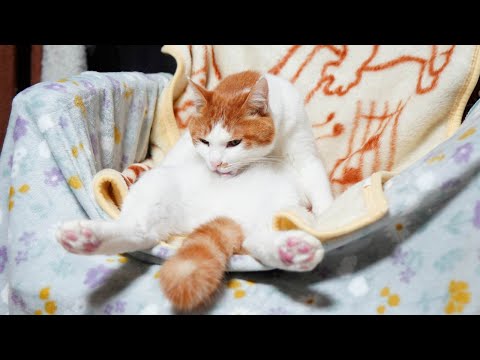 椅子で毛づくろいちろ　251224 サムネイル