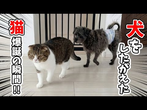 はじめて会った犬を一瞬にして従えたボス猫がすごかった！ サムネイル