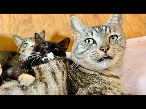 99%が5分で目覚める　猫×水の音ASMR Deep Relax ASMR｜Cat Purring & Wooden… サムネイル
