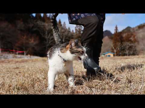 さばじろうと散歩　260308 サムネイル