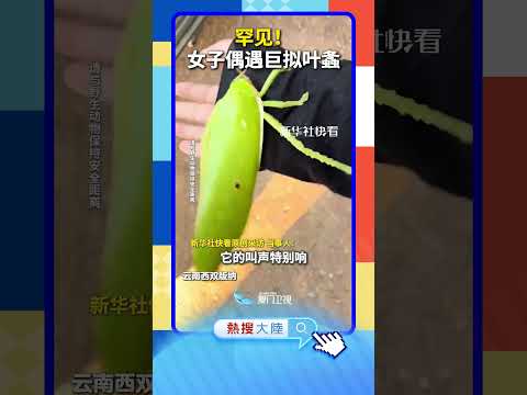【大陸】罕見！女子在雲南偶遇巨擬葉螽 サムネイル