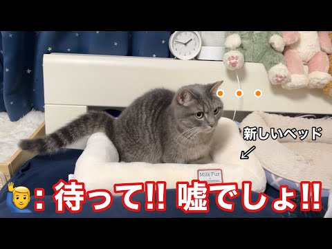 猫に新しいベッドを出してあげたら、嫌な予感がしました… サムネイル