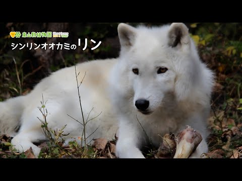 【東山動植物園公式】ある朝のシンリンオオカミのリン《 シンリンオオカミ　オオカミ 》 サムネイル