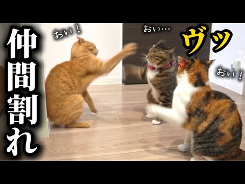 猫と勘違いして保護したアザラシの黒ずんだ乳首を久々に覗いてみたら絶景すぎて世界遺産登録したくなってきました サムネイル