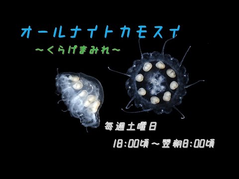 オールナイトカモスイ　～くらげまみれ～ 236　エフィラクラゲの仲間 サムネイル