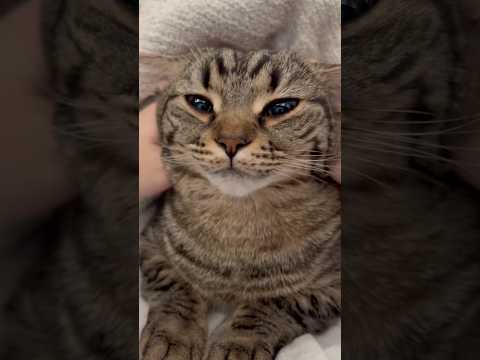 【天使】愛猫にマッサージしたらトロけた...!! cat 猫 サムネイル