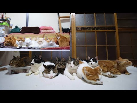 ９＋６匹の猫たち　251231 サムネイル