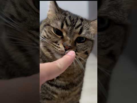 パパが大好きな娘、スリスリで愛が...w cat 猫 サムネイル
