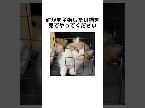表情で訴えてくるタイプの猫 サムネイル