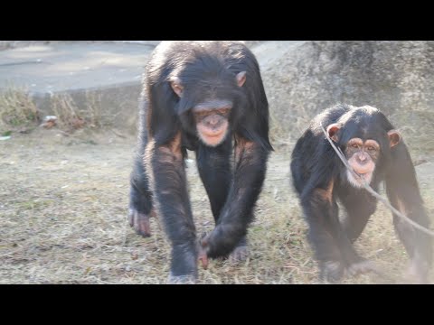 仲よし　光の天使ファンとルイ　のんほいパーク　チンパンジー　202512 サムネイル