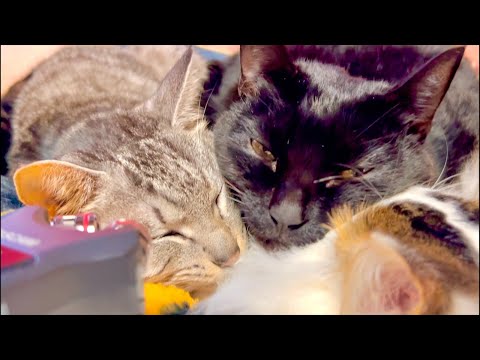 Deep Relax ASMR｜Cat Purring & Wooden Balls【live】 サムネイル